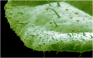 Mint leaf under a scanning electron microscope.