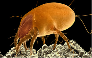 Dust mite under a scanning electron microscope.